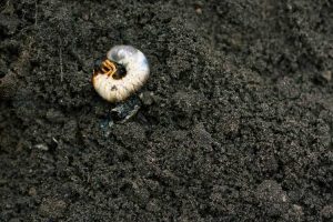 Lire la suite à propos de l’article Larves dans les pots de jardin: que faire à propos des larves dans les plantes en pot
