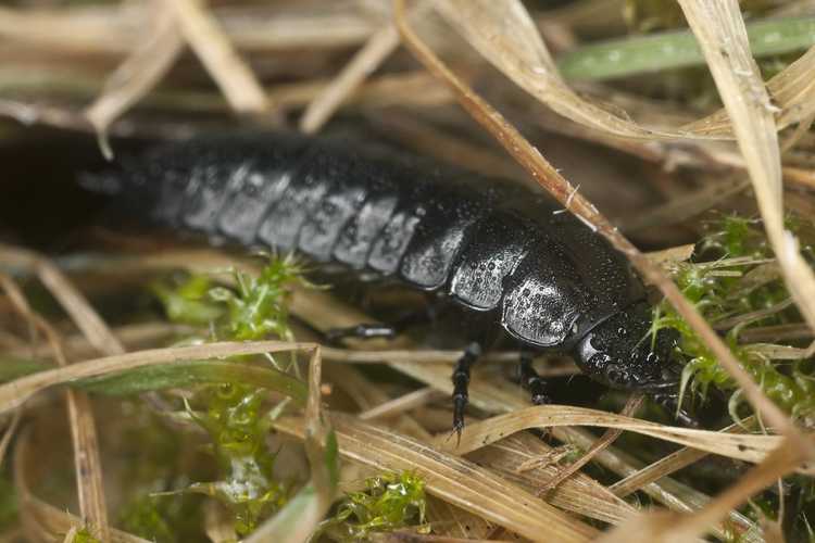 You are currently viewing Coléoptères terrestres bénéfiques : comment trouver les œufs et les larves de coléoptères terrestres