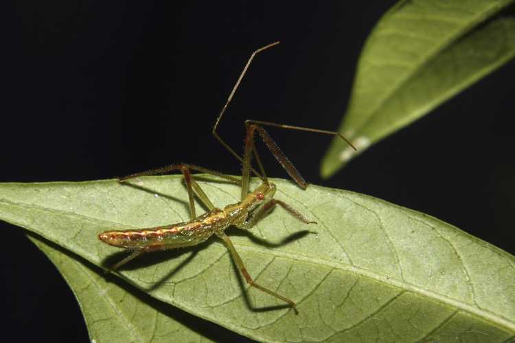 You are currently viewing Identification des insectes assassins – Combien de temps faut-il aux œufs d’insectes assassins pour éclore