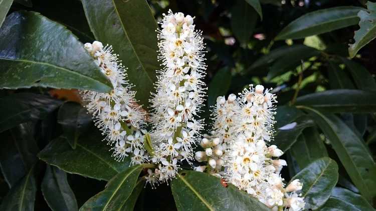 You are currently viewing Fertilisation des lauriers cerises – De quelle quantité d'engrais les lauriers cerises ont-ils besoin