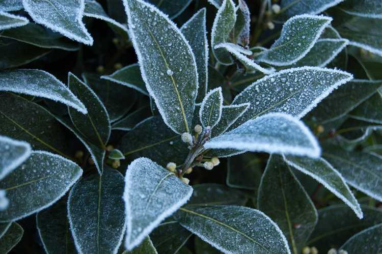 You are currently viewing Entretien des arbres de Winter Bay : que faire des arbres de laurier en hiver