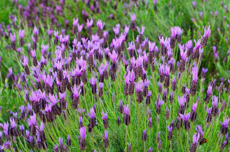 You are currently viewing Plantes de lavande espagnole – Comment faire pousser de la lavande espagnole dans le jardin