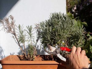 Lire la suite à propos de l’article Comment faire revivre les plantes de lavande mourantes