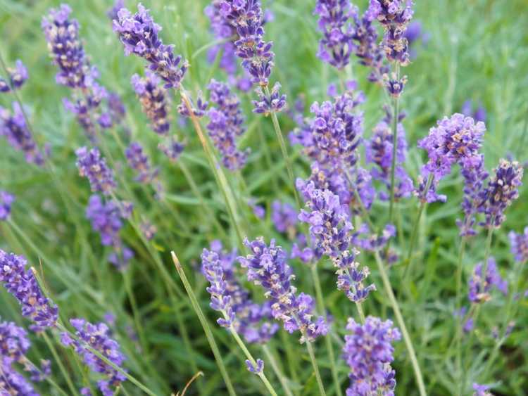 You are currently viewing Entretien des plantes de lavandin : Lavandin contre. Lavande dans le jardin