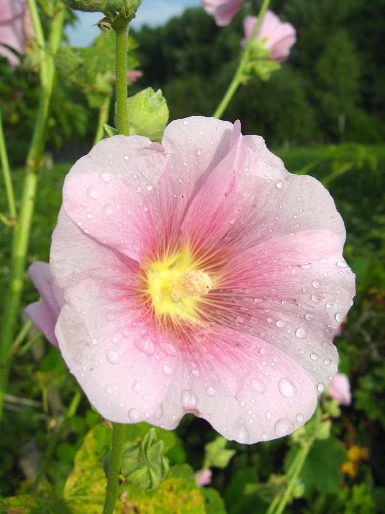 You are currently viewing Entretien de la lavatère : conseils pour cultiver la mauve rose de lavatère