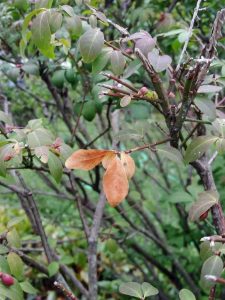 Lire la suite à propos de l’article Pourquoi le buisson ardent devient brun : problèmes liés aux feuilles du buisson ardent qui deviennent brunes