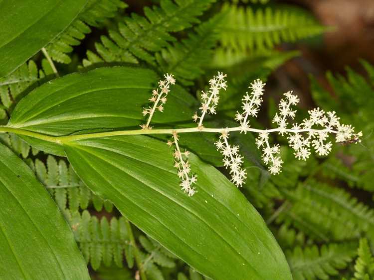 You are currently viewing Qu'est-ce que le panache de Salomon – En savoir plus sur les fausses plantes du sceau de Salomon