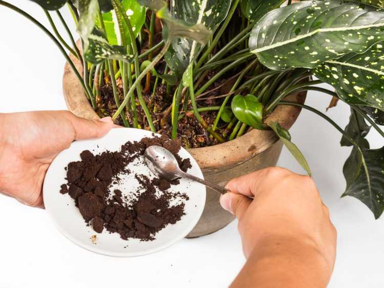 Lire la suite à propos de l’article Compostage avec du marc de café – Marc de café utilisé pour le jardinage