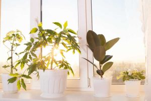 Lire la suite à propos de l’article Plantes d'intérieur qui aiment le soleil : choisir des plantes d'intérieur pour le plein soleil