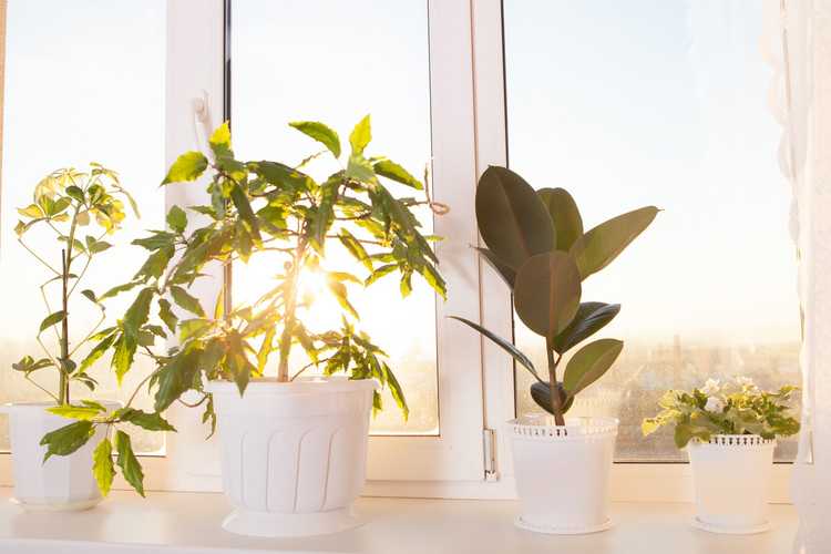 You are currently viewing Plantes d'intérieur qui aiment le soleil : choisir des plantes d'intérieur pour le plein soleil