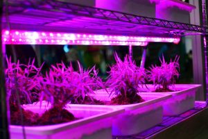 Lire la suite à propos de l’article Informations sur la lumière de culture LED : devriez-vous utiliser des lumières LED pour vos plantes