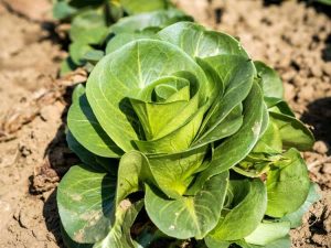 Lire la suite à propos de l’article Protection des cultures en saison fraîche : garder les légumes au frais par temps chaud
