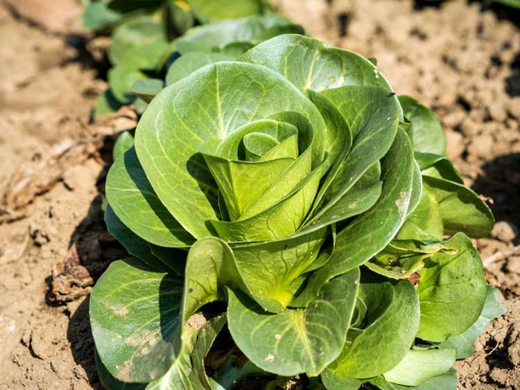 You are currently viewing Protection des cultures en saison fraîche : garder les légumes au frais par temps chaud