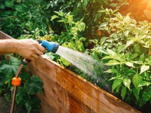 Lire la suite à propos de l’article Conseils pour cultiver des légumes du jardin par temps chaud