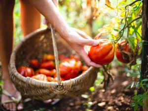 Lire la suite à propos de l’article Meilleurs légumes pour une récolte continue tout l’été