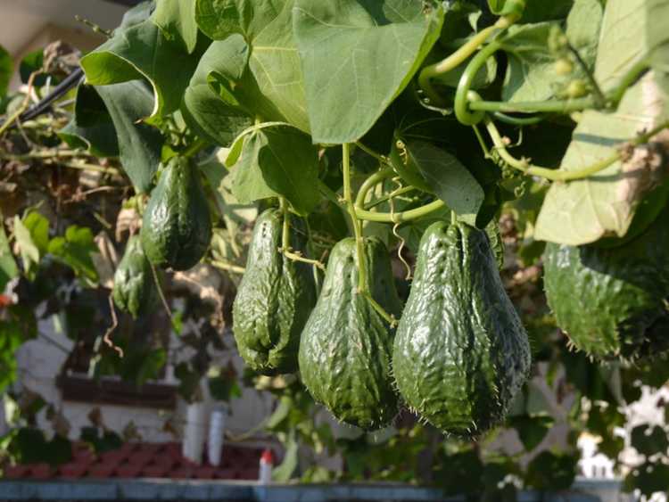 You are currently viewing À propos des plantes de chayote : conseils pour cultiver des légumes chayote