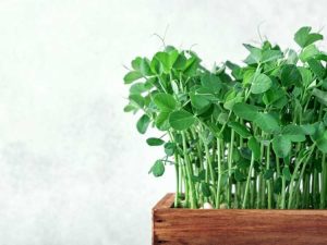 Lire la suite à propos de l’article 10 meilleurs légumes d'intérieur : cultiver des légumes d'intérieur en pots