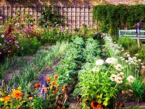 Lire la suite à propos de l’article Fleurs bénéfiques pour le potager