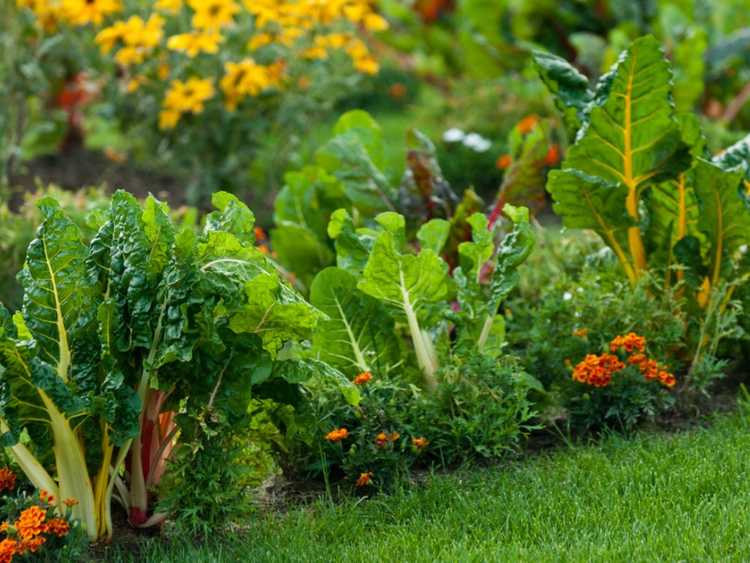 Lire la suite à propos de l’article Aménagement paysager comestible : mélanger des légumes et des herbes avec des fleurs