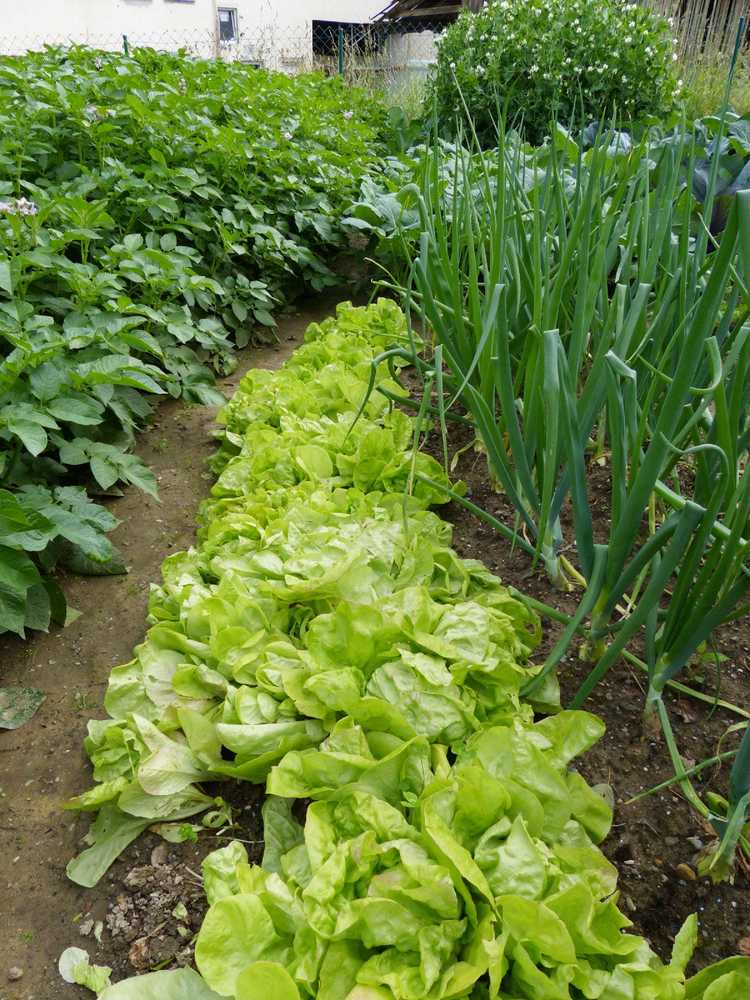 You are currently viewing Culture intercalaire de légumes – Informations sur la plantation intercalaire de fleurs et de légumes