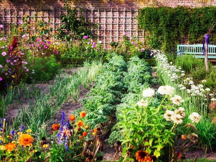 You are currently viewing Fleurs bénéfiques pour le potager