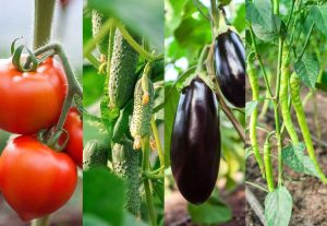 Lire la suite à propos de l’article Plantes compagnes pour aubergines – Que cultiver avec des aubergines