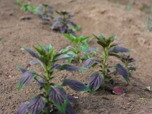 Lire la suite à propos de l’article Style de jardinage nigérian – Cultiver des légumes et des plantes nigérianes