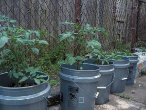 Lire la suite à propos de l’article Légumes dans un seau de 5 gallons : comment faire pousser des légumes dans un seau