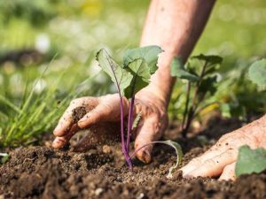 Lire la suite à propos de l’article Légumes de fin de saison pour la plantation d’automne