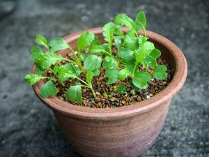 Lire la suite à propos de l’article Jardinage en pot d'automne : cultiver des légumes en pot en automne