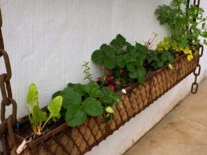 Lire la suite à propos de l’article Légumes pour jardinières : cultiver des légumes dans une jardinière