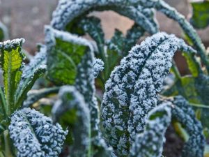 Lire la suite à propos de l’article Top 10 des légumes par temps froid