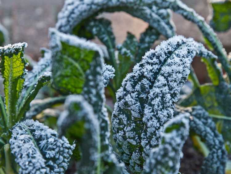 You are currently viewing Top 10 des légumes par temps froid