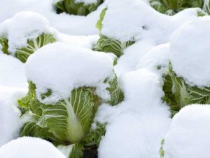 Lire la suite à propos de l’article Légumes résistants au froid : conseils et techniques pour cultiver dans la neige