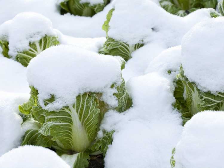 You are currently viewing Légumes résistants au froid : conseils et techniques pour cultiver dans la neige