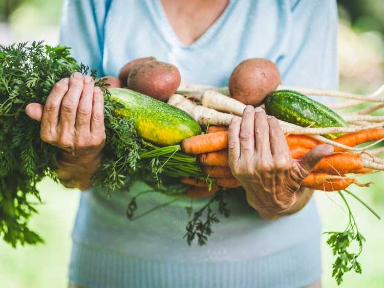 You are currently viewing Quels légumes sont bons à cultiver pour les jardiniers âgés ?