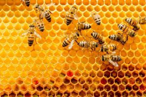 Lire la suite à propos de l’article Combien existe-t-il d’espèces d’abeilles – Découvrez les différences entre les abeilles