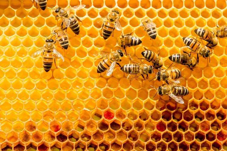 You are currently viewing Combien existe-t-il d’espèces d’abeilles – Découvrez les différences entre les abeilles