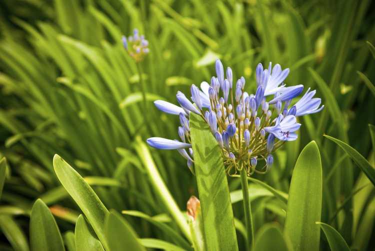 You are currently viewing Plantes d'agapanthe non fleuries – Raisons pour lesquelles les agapanthes ne fleurissent pas