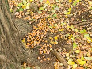 Lire la suite à propos de l’article Les arbres les plus salissants qui jettent des débris partout