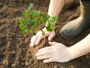 Lire la suite à propos de l’article Planter des arbres pour inverser le changement climatique