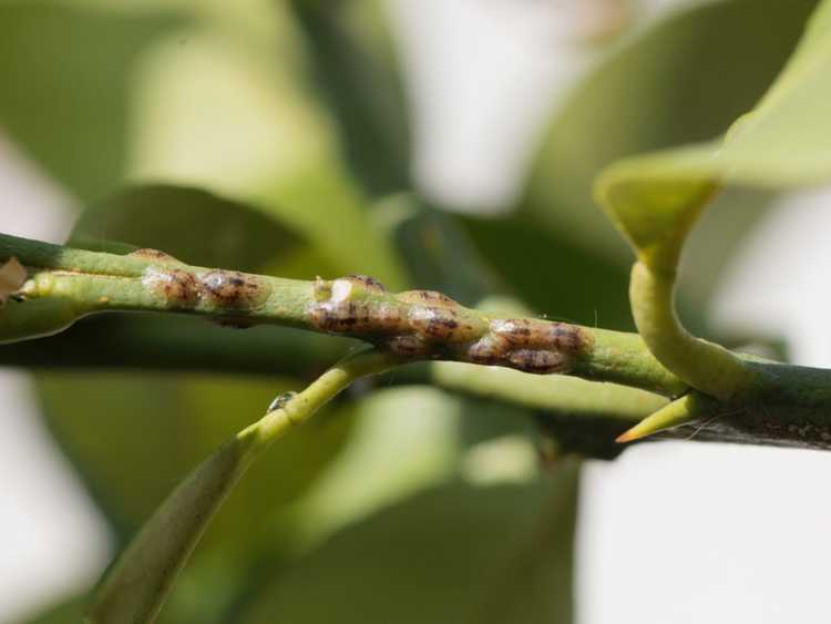 You are currently viewing Contrôler le tartre des agrumes – Comment traiter les types de tartre sur les plants d'agrumes