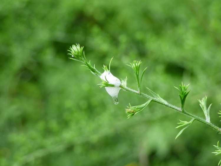 You are currently viewing Les insectes protègent leurs enfants – Les insectes prennent-ils soin de leurs petits