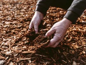 Lire la suite à propos de l’article Retour à Eden Gardening : tout ce que vous devez savoir