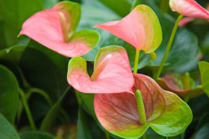 Lire la suite à propos de l’article Changer la couleur de l'Anthurium : raisons pour lesquelles un Anthurium devient vert