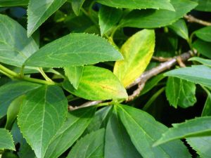 Lire la suite à propos de l’article Les feuilles de Forsythia jaunissent – Raisons des feuilles jaunes sur le Forsythia