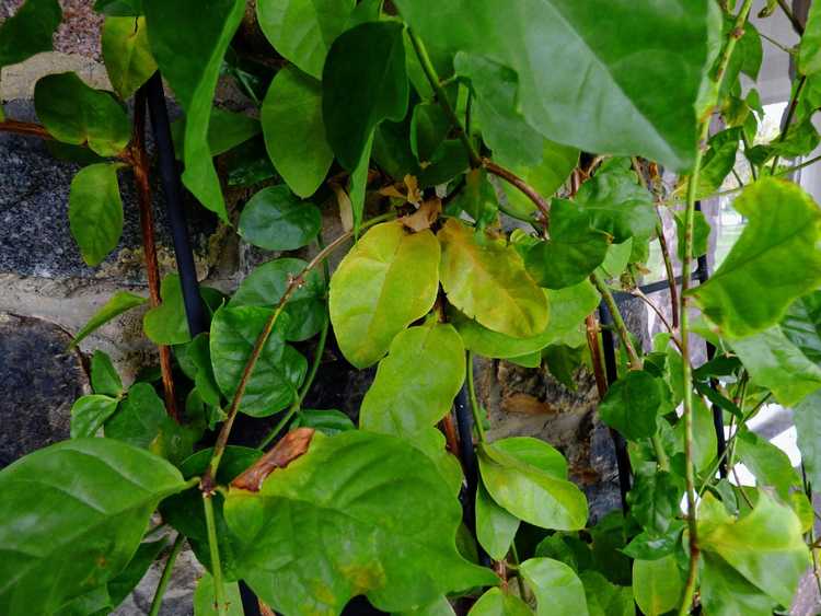 You are currently viewing Jaunissement du feuillage de jasmin : pourquoi les feuilles de jasmin jaunissent-elles