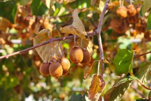 Lire la suite à propos de l’article Les feuilles de kiwi deviennent brunes – Raisons pour lesquelles les vignes de kiwi deviennent jaunes ou brunes