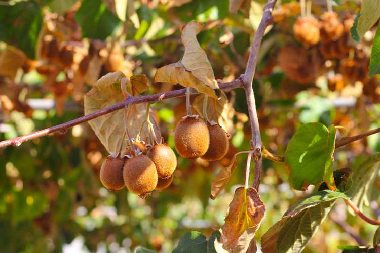 You are currently viewing Les feuilles de kiwi deviennent brunes – Raisons pour lesquelles les vignes de kiwi deviennent jaunes ou brunes