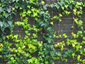 Lire la suite à propos de l’article Le lierre jaunit : raisons du jaunissement des feuilles sur les plantes de lierre